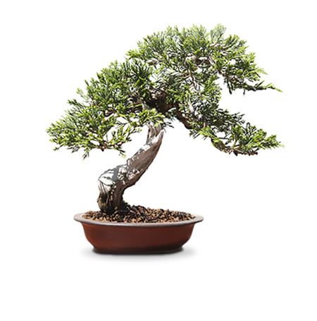 Puertas abiertas Mistral Bonsai