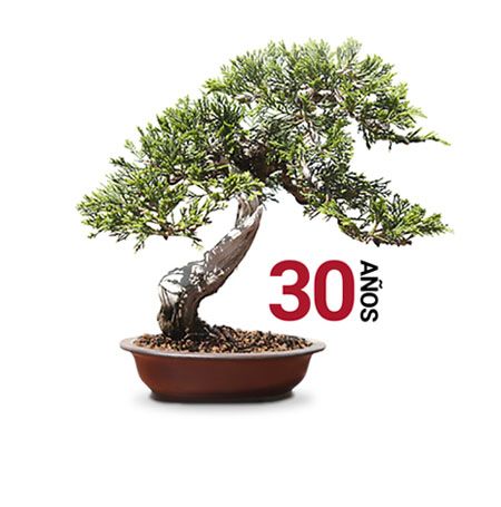 Jornada Asociaciones Mistral Bonsai 30 años