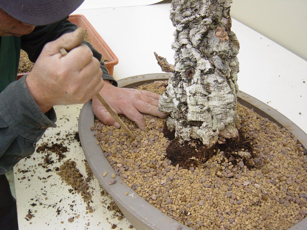 La tierra en el cultivo del bonsái por Kawabe Takeo