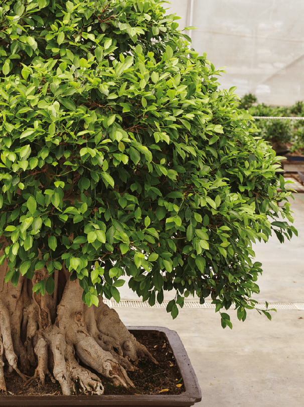 Aclarado del bonsái Ficus retusa