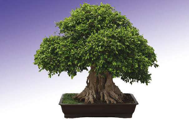 bonsaï ficus retusa