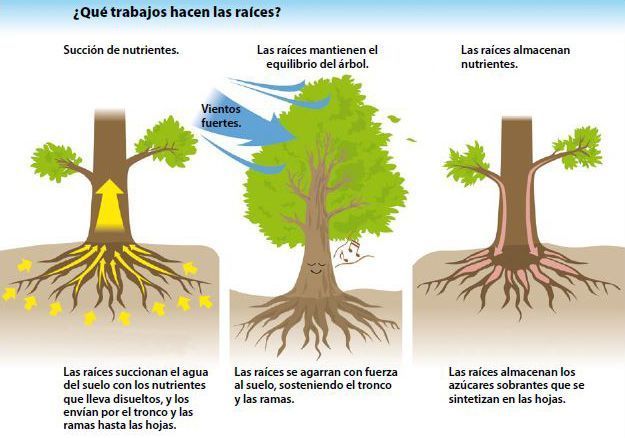 Details 48 corte de raíces de árboles