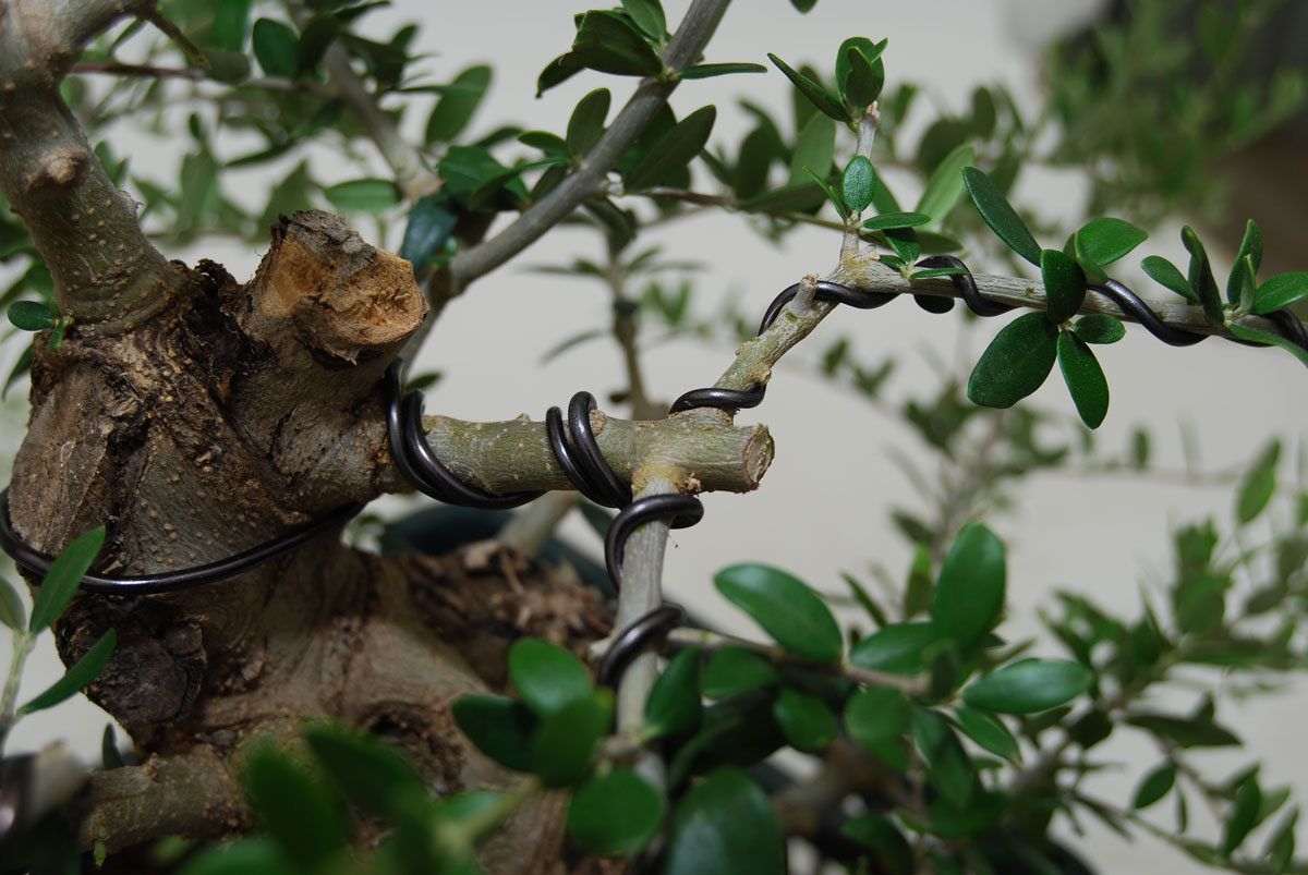 ¿Sabes cómo seleccionar el alambre correcto para tu bonsái?