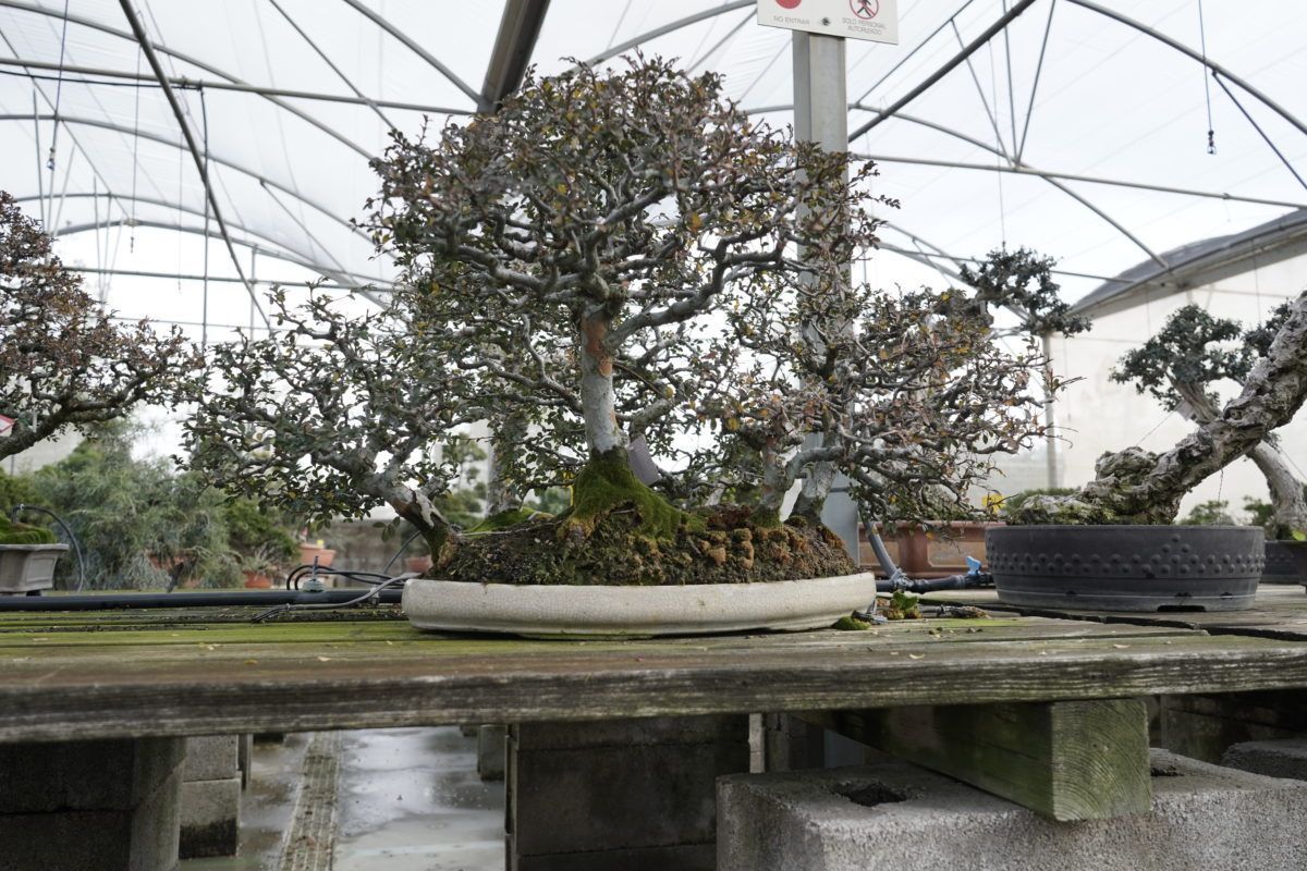 Bonsai care tasks during February