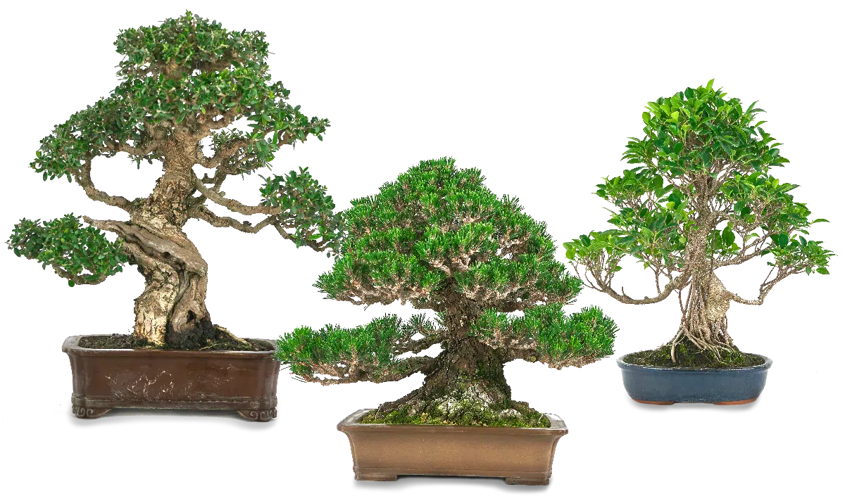 Mistral Bonsai