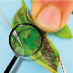 Most common pests of Ficus retusa