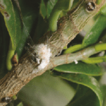 Most common pests of Ficus retusa