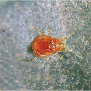 Most common pests of Ficus retusa