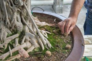 Engrais bonsaï Ficus retusa _ Mistral Bonsai