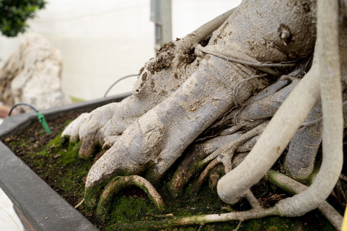 Ficus retusa bonsai. Secrets of watering and fertilisation.