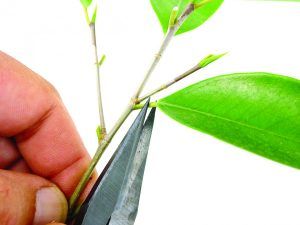 Defoliación bonsái Ficus