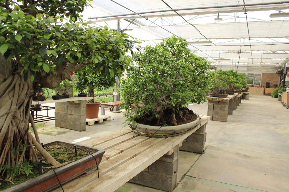 Ficus retusa bonsai. Seven things to learn about its care