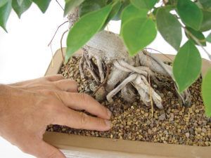 Ficus retusa bonsai watering. Mistral Bonsai