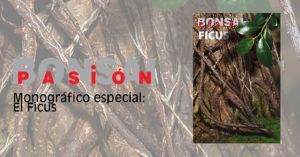 Monográfico de la revista Bonsai Pasion El Ficus _ Mistral Bonsai