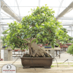 Situation of Ficus retusa