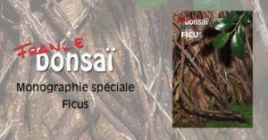 France Bonsai_ Monographie speciale Ficus
