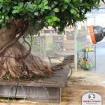 riego Ficus