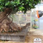 Irrigation of Ficus retusa