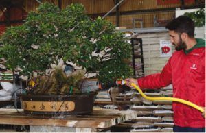 Regando un bonsái Ficus Retusa _ Mistral Bonsai