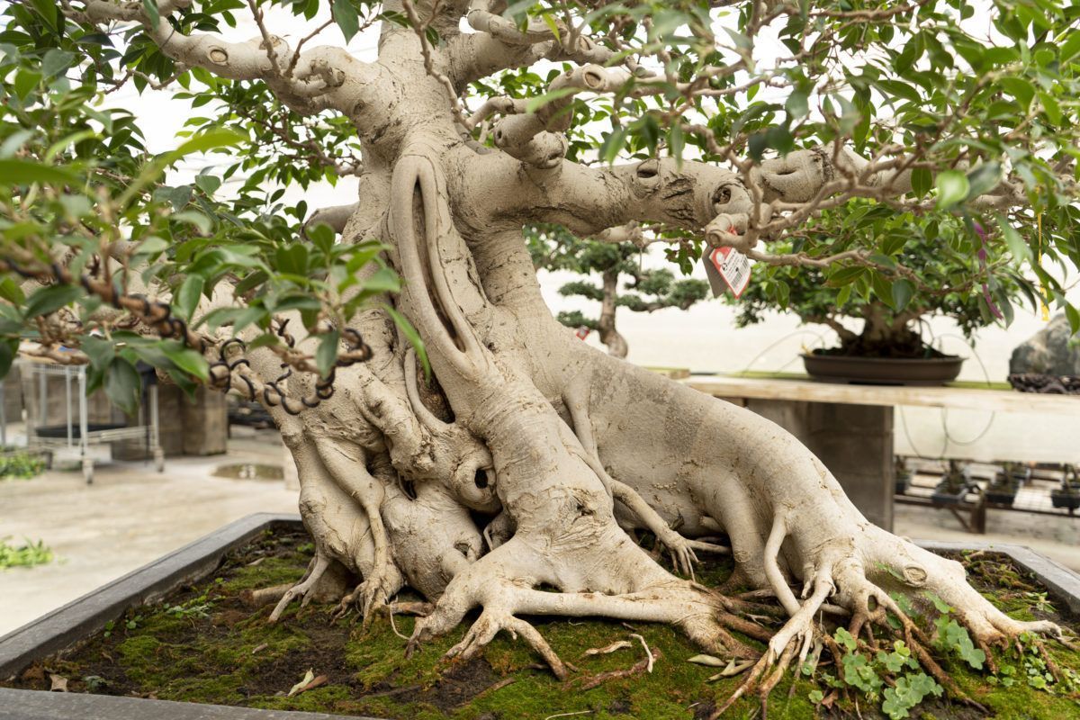 Descubriendo el alma de un bonsái Ficus de 80 años