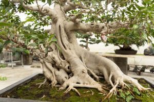 tronco Ficus