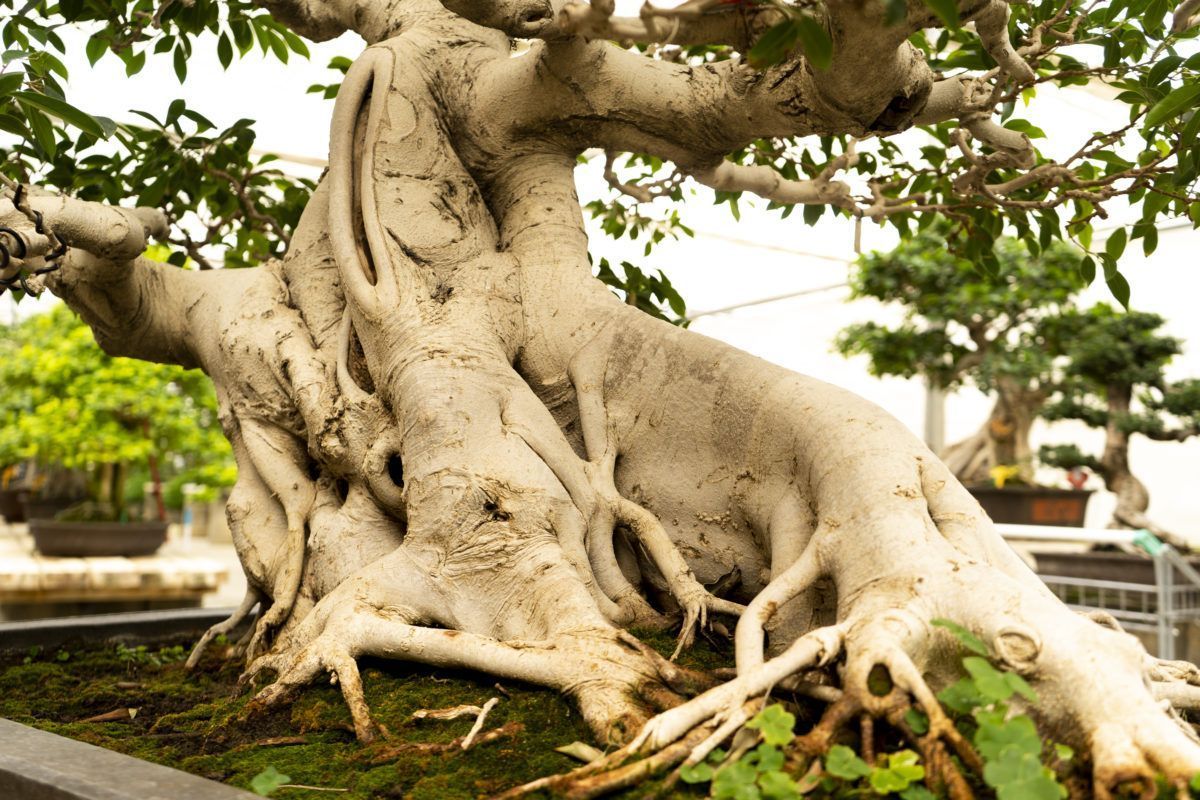 À la découverte de l’âme d’un bonsaï Ficus de 80 ans