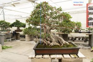 Apex d'un bonsaï Ficus retusa _ Mistral Bonsai