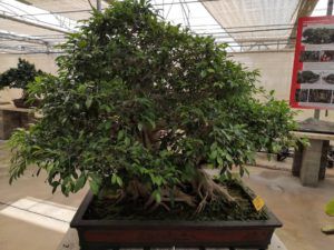 Bonsaï Ficus retusa 80 ans _début_Mistral Bonsai