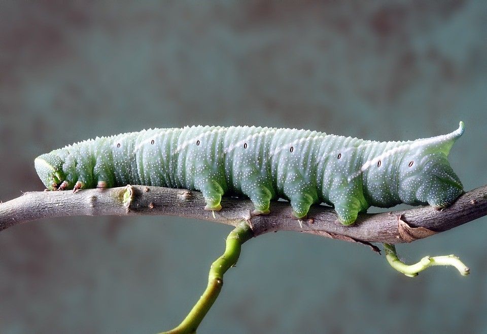 Caterpillar pest in my bonsai. What can I do?