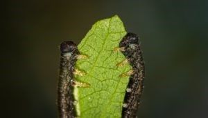 nibbled leaves