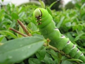 Comment peuvent-elles nuire à notre bonsaï ?