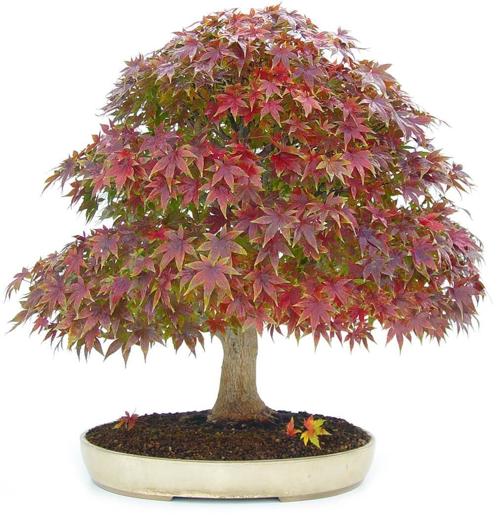 Puertas abiertas Mistral Bonsai 5 y 6 de octubre 2019