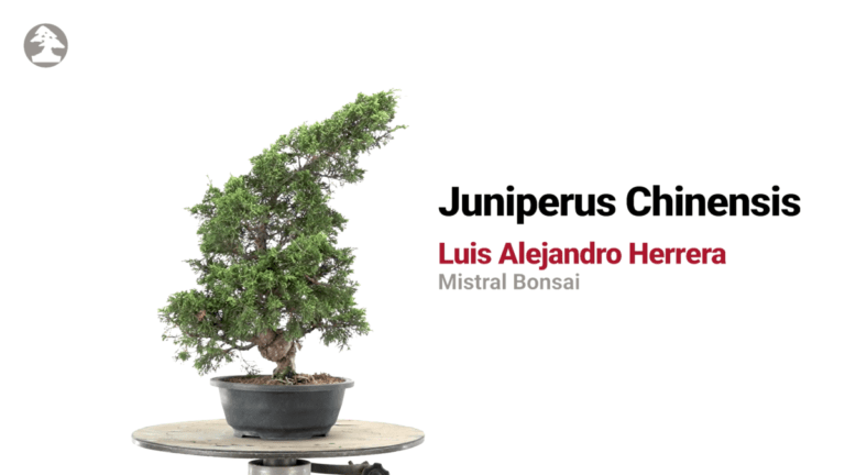 Trabajo Juniperus