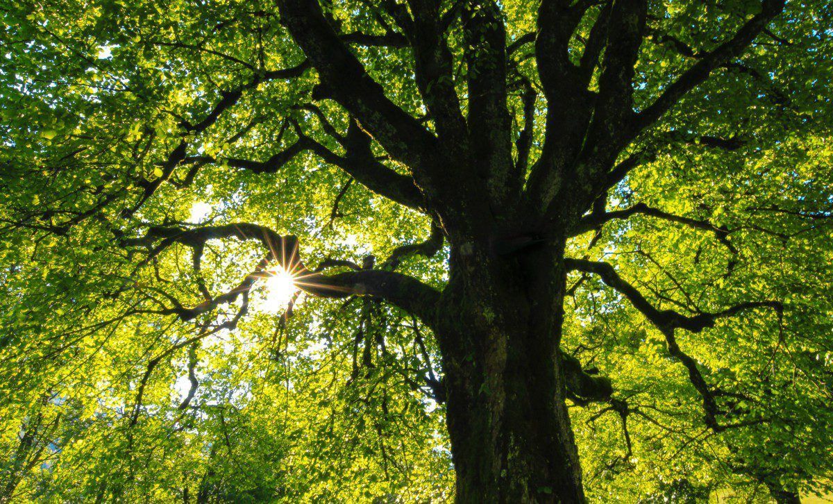 Mistral Bonsai engagée contre le changement climatique