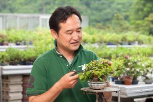 Maestro Miura, especialista en el bonsái Shohin