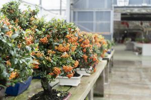 Pyracantha