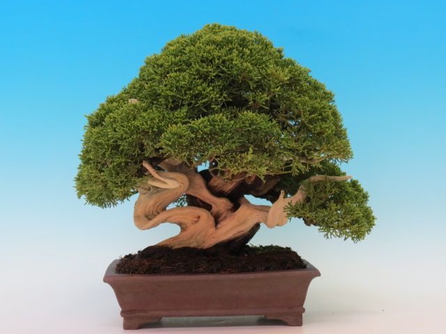 Master Miura at the next MISTRAL BONSAI Bonsai Conference