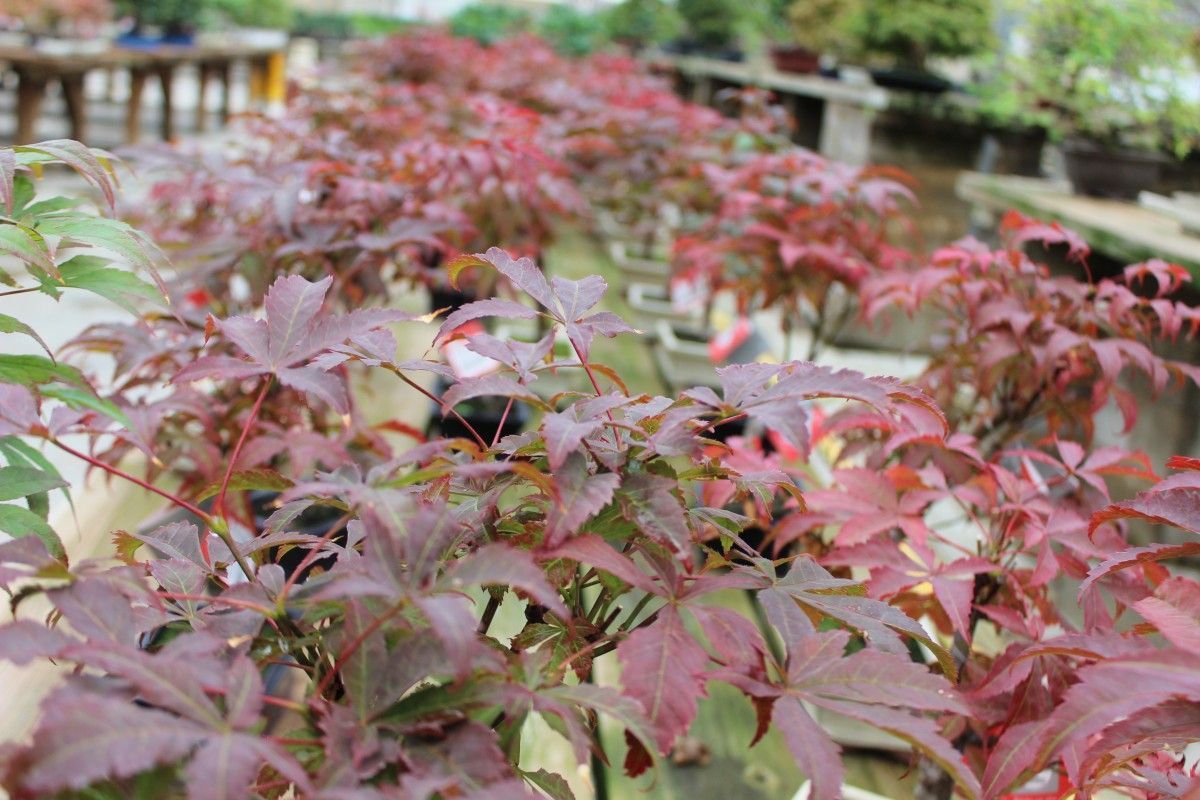 Coloration automnale des feuilles.