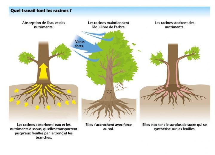 Quel travail font les racines_France Bonsai