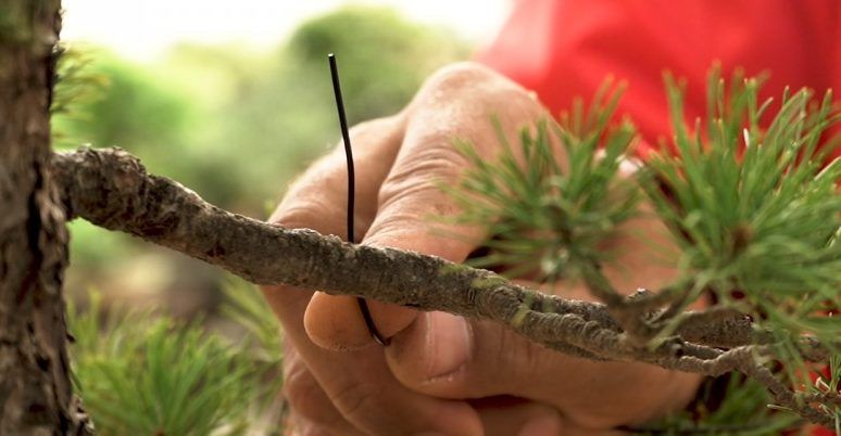 The too thin wire bends and the branch stays still