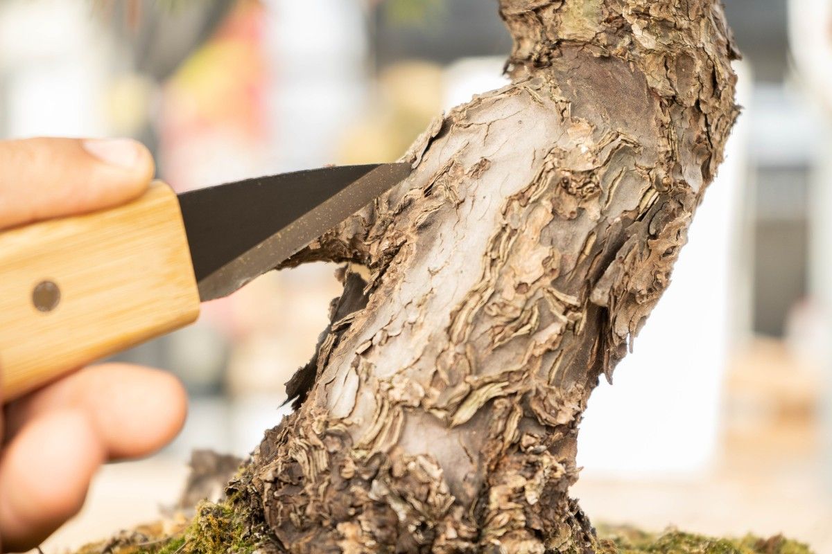 Outils pour travailler le bois mort - Opale Bonsaï