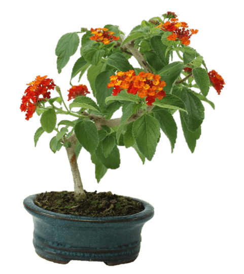 Lantana camara