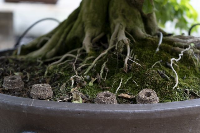 Engrais et fertilisation - Bonsai Shohin