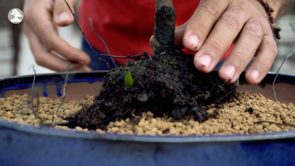 zelkova bonsai forest