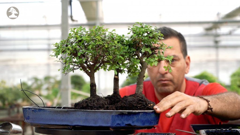 zelkova bonsai forest step by step