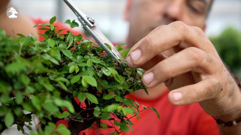 Pinching bonsái Zelkova