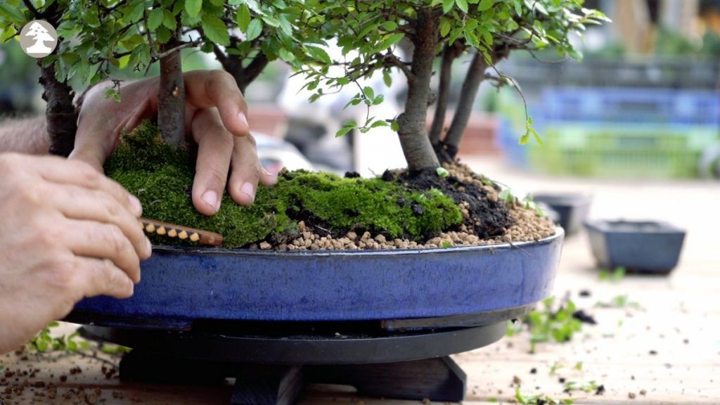bonsai forest step by step