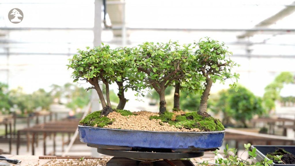 Bonsai forest step by step