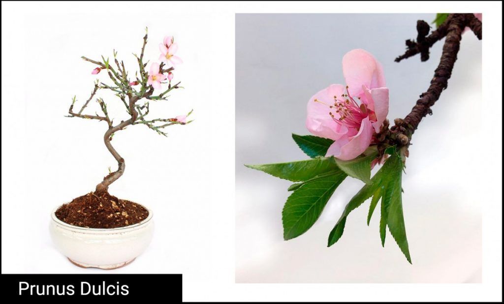 Prunus Dulcis Bonsai