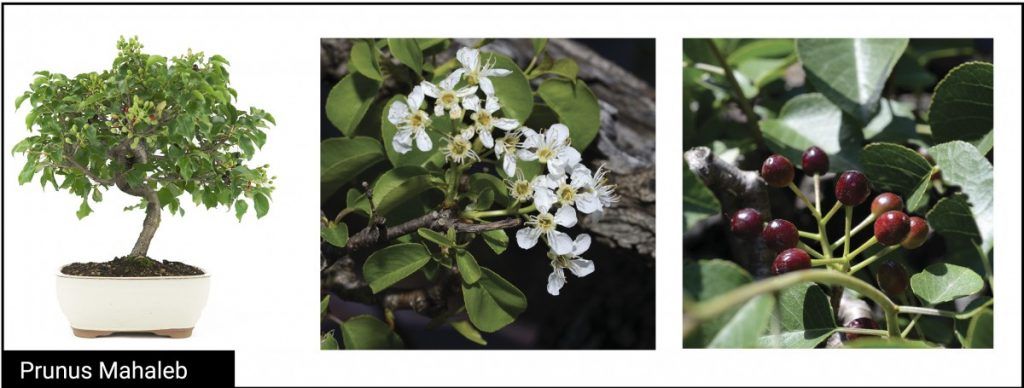 Prunus Mahaleb detalle